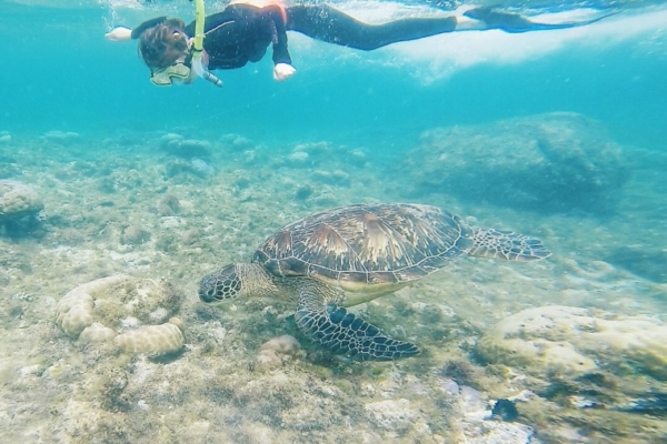 【宿霧杜馬蓋地】阿波島海龜保證班，跟海龜近距離一起游泳好夢幻療癒呀！